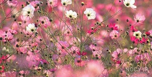 عکس بهار برای پروفایل عکس بهار برای پروفایل