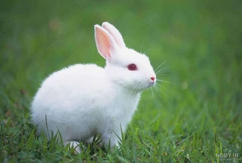 عکس خرگوش سفید پشمالو