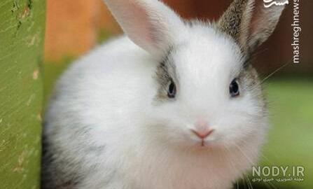 عکس خرگوش سفید پشمالو