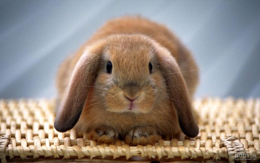 عکس خرگوش لوپ