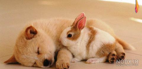 عکس خرگوش و سگ