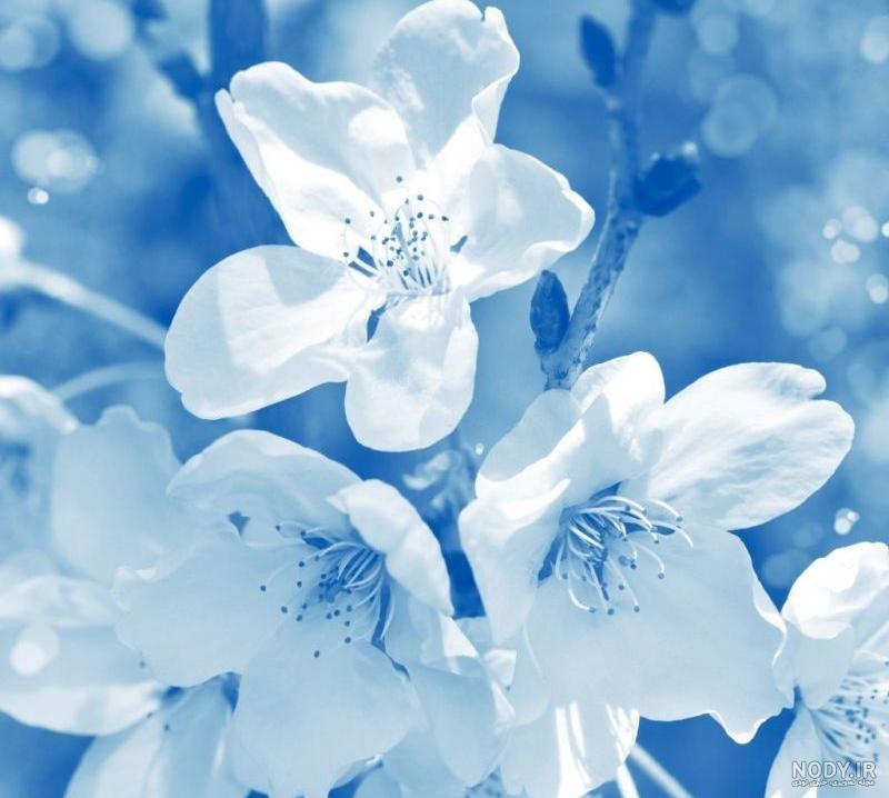 عکس دسته گلهای بسیار زیبا