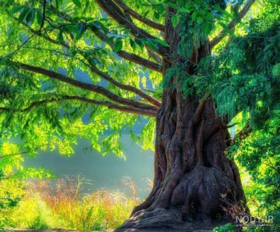 عکس زیبا از طبیعت درختان