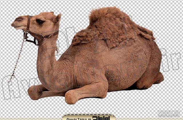 عکس شتر خوابیده