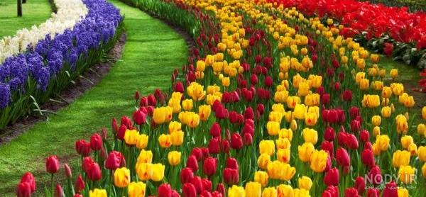عکس منظره و گل زیبا