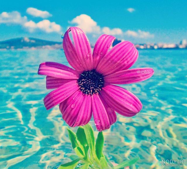 عکس منظره ی گل های زیبا
