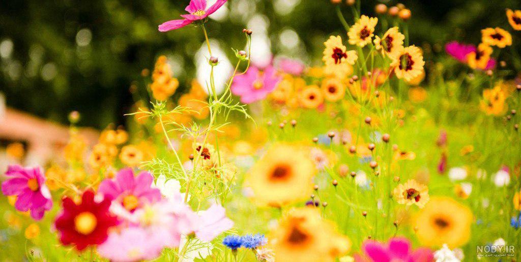 عکس گل برای نوشتن متن