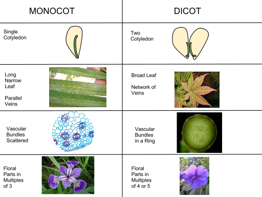 عکس گیاهان تک لپه ای عکس گیاهان تک لپه ای