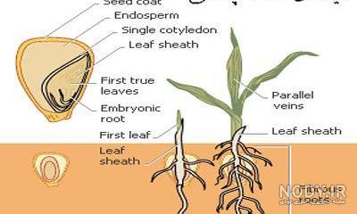 عکس گیاهان یک لپه ای عکس گیاهان یک لپه ای