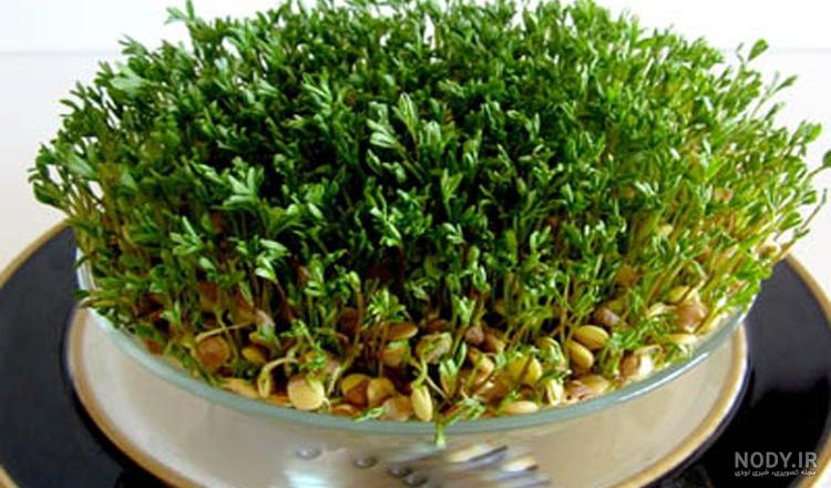 فیلم کاشت سبزه ماش فیلم کاشت سبزه ماش