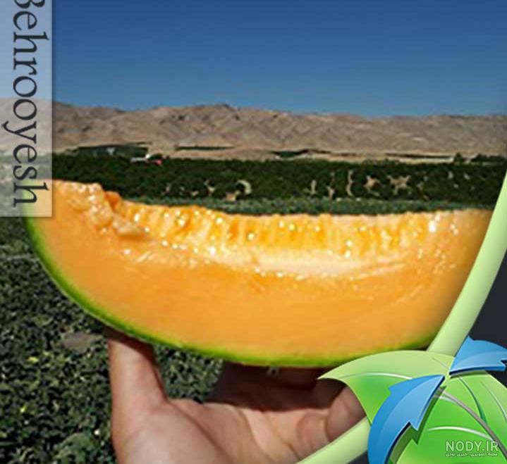 قیمت طالبی جانا قیمت طالبی جانا