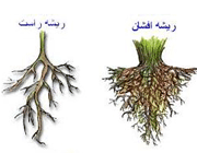 لیست گیاهان دو لپه ای لیست گیاهان دو لپه ای