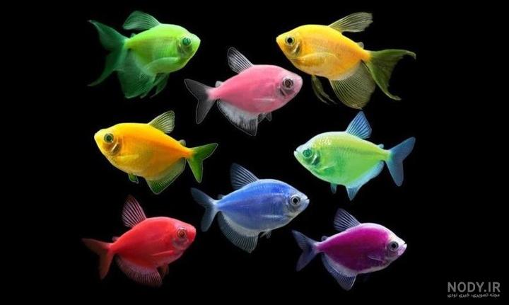 نام حیواناتی که در اب زندگی می کنند