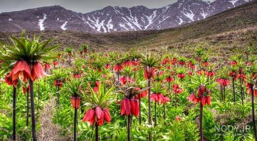 نقاشی گل لاله واژگون