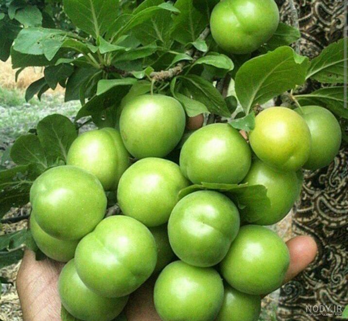 پروفایل بهاری عاشقانه پروفایل بهاری عاشقانه