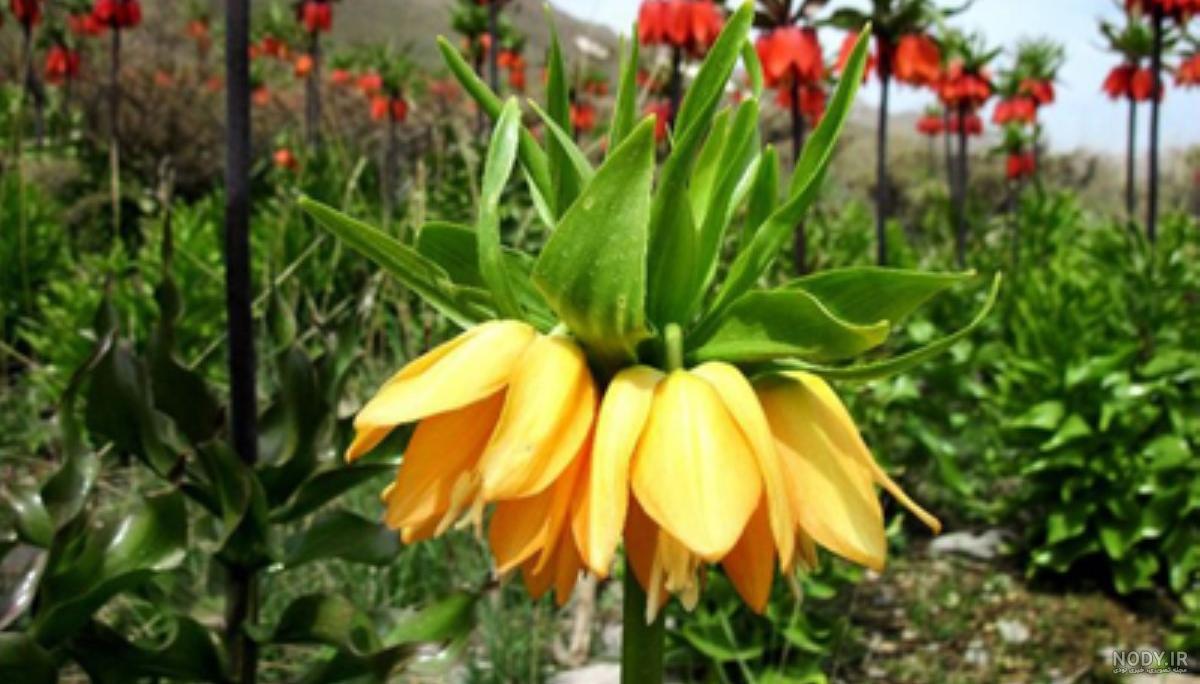 گل اشک یوسف