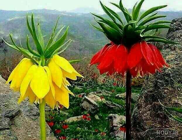 گل لاله واژگون کریستالی