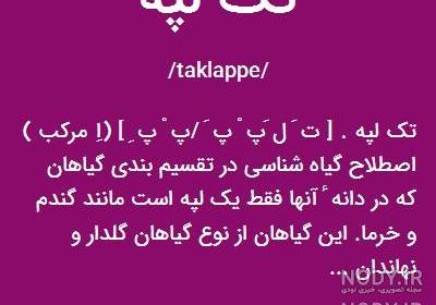 گیاه ذرت چند لپه ای است گیاه ذرت چند لپه ای است