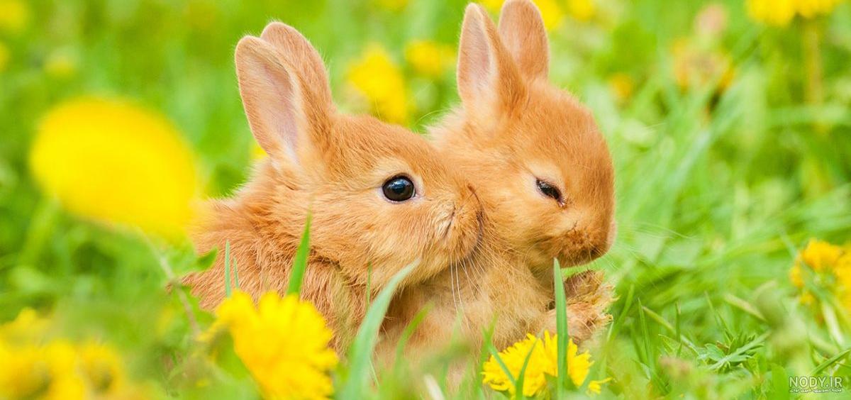 عکس دوتا خرگوش عاشق عکس دوتا خرگوش عاشق