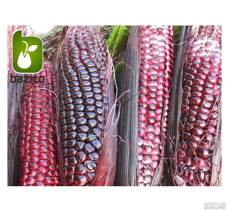 انواع ذرت خوراکی