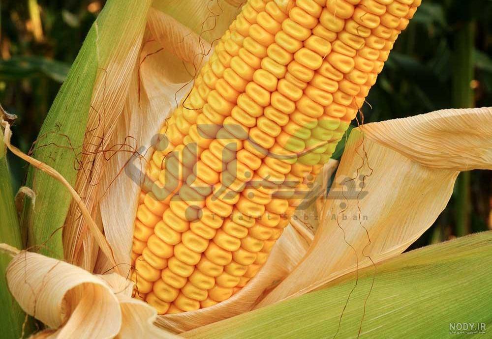انواع ریشه گیاهان کلاس اول