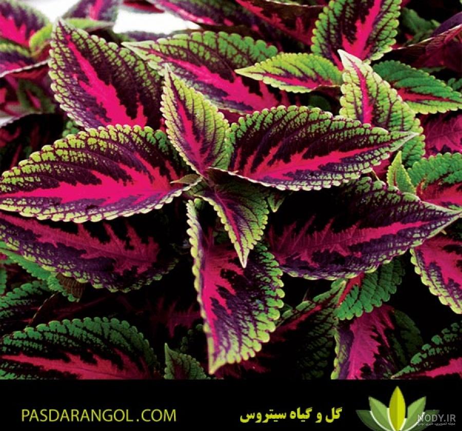 بذر گل حسن یوسف