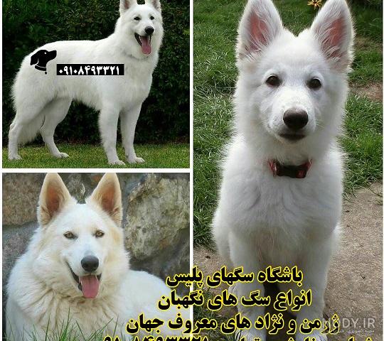 بچه سگ ژرمن شپرد بچه سگ ژرمن شپرد
