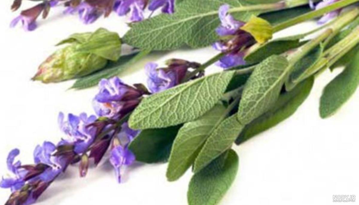 خواص مریم گلی برای باردار شدن خواص مریم گلی برای باردار شدن