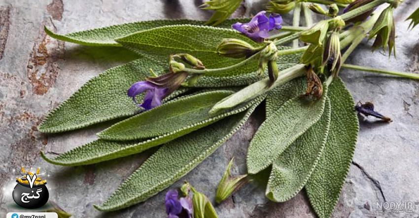 خواص مریم گلی برای دیابت خواص مریم گلی برای دیابت