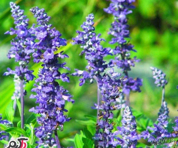 خواص مریم گلی برای رحم خواص مریم گلی برای رحم