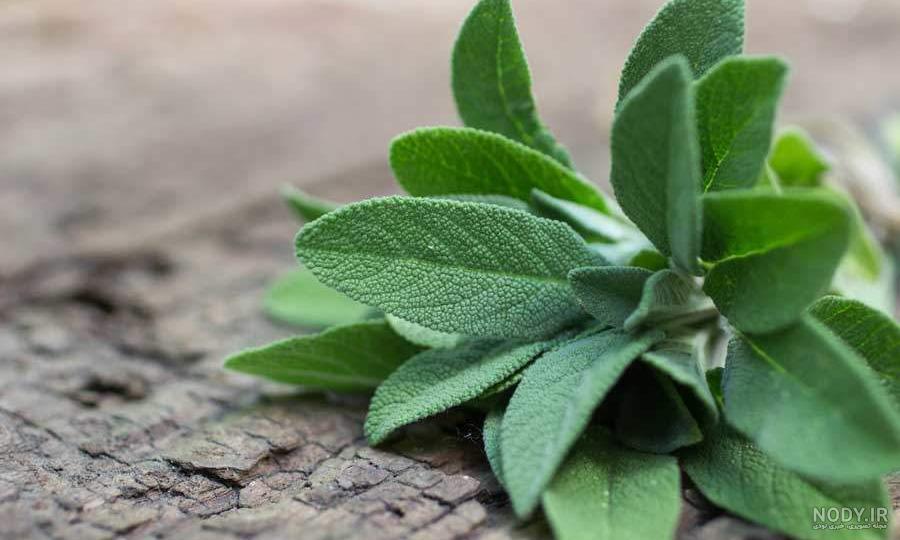 خواص مریم گلی برای رحم نی نی سایت خواص مریم گلی برای رحم نی نی سایت