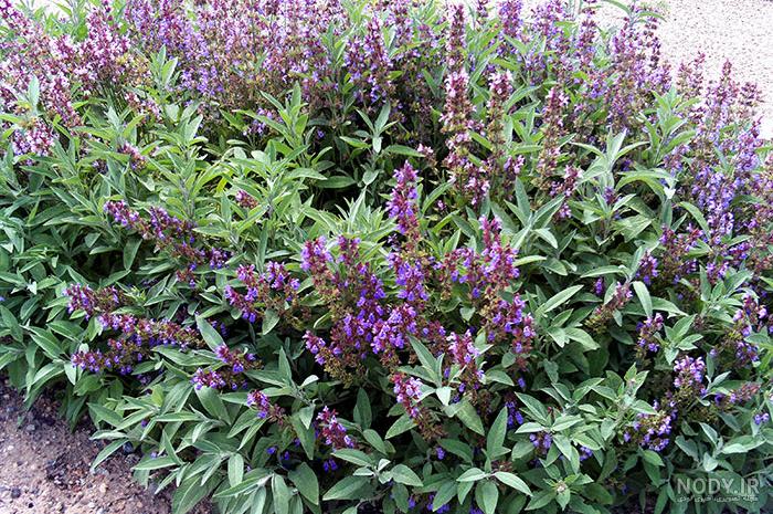 خواص مریم گلی برای کلیه خواص مریم گلی برای کلیه