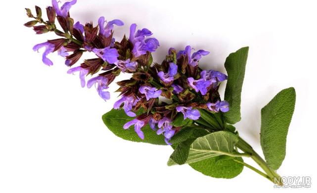 دمنوش مریم گلی پنبه ای دمنوش مریم گلی پنبه ای