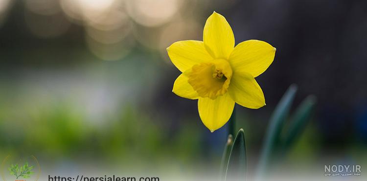 سبد گل زیبا برای دوست