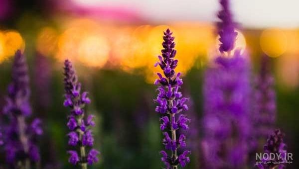 سوزاندن مریم گلی سوزاندن مریم گلی