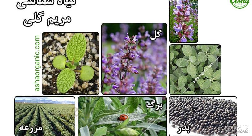 طریقه مصرف مریم گلی طریقه مصرف مریم گلی
