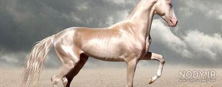 عکس اسب سیاه عکس اسب سیاه
