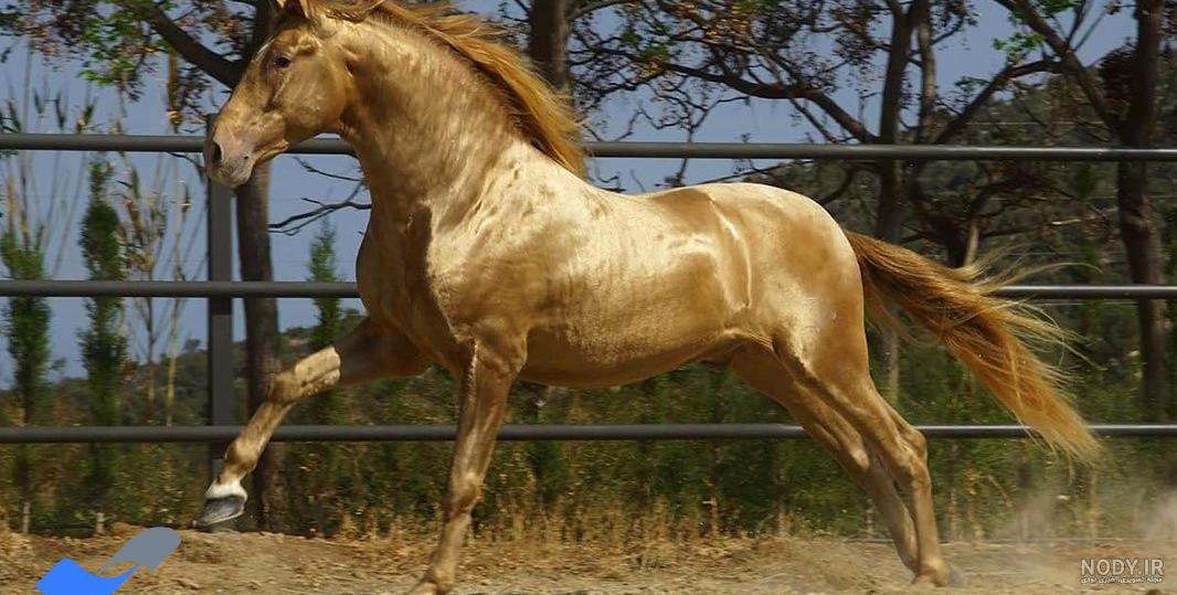 عکس اسب طلا عکس اسب طلا