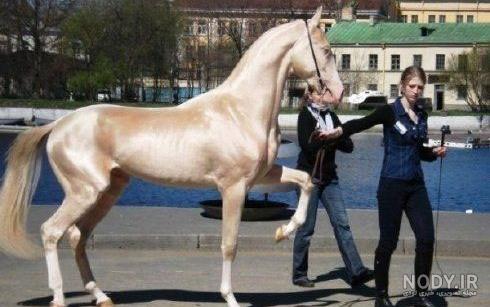 عکس اسب طلای عکس اسب طلای