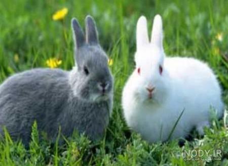 عکس خرگوش های بامزه و خوشگل عکس خرگوش های بامزه و خوشگل