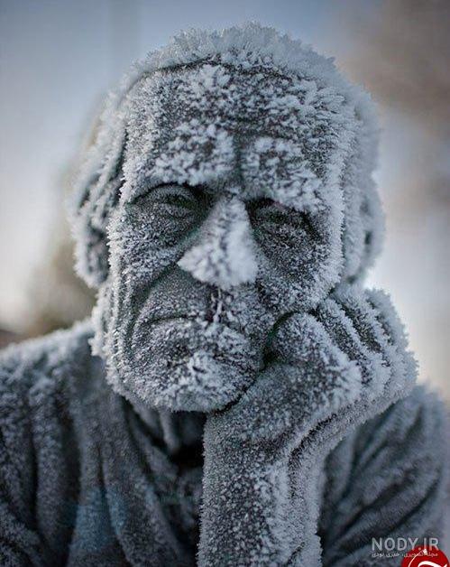 عکس درخت زمستانی عکس درخت زمستانی