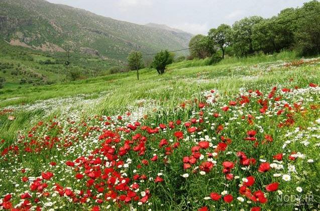عکس زیبا از طبیعت کردستان