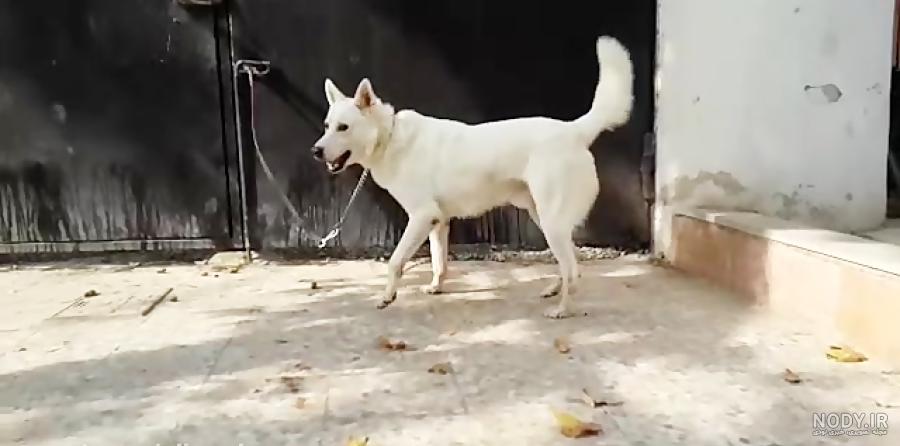 عکس سگ ژرمن سفید کوچک عکس سگ ژرمن سفید کوچک