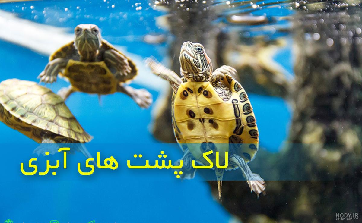 عکس لاک پشت کارتونی