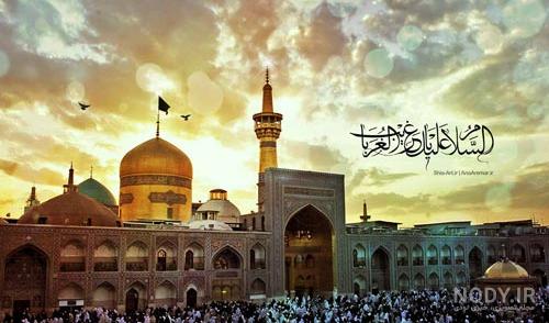 عکس کبوتر حرم امام حسین