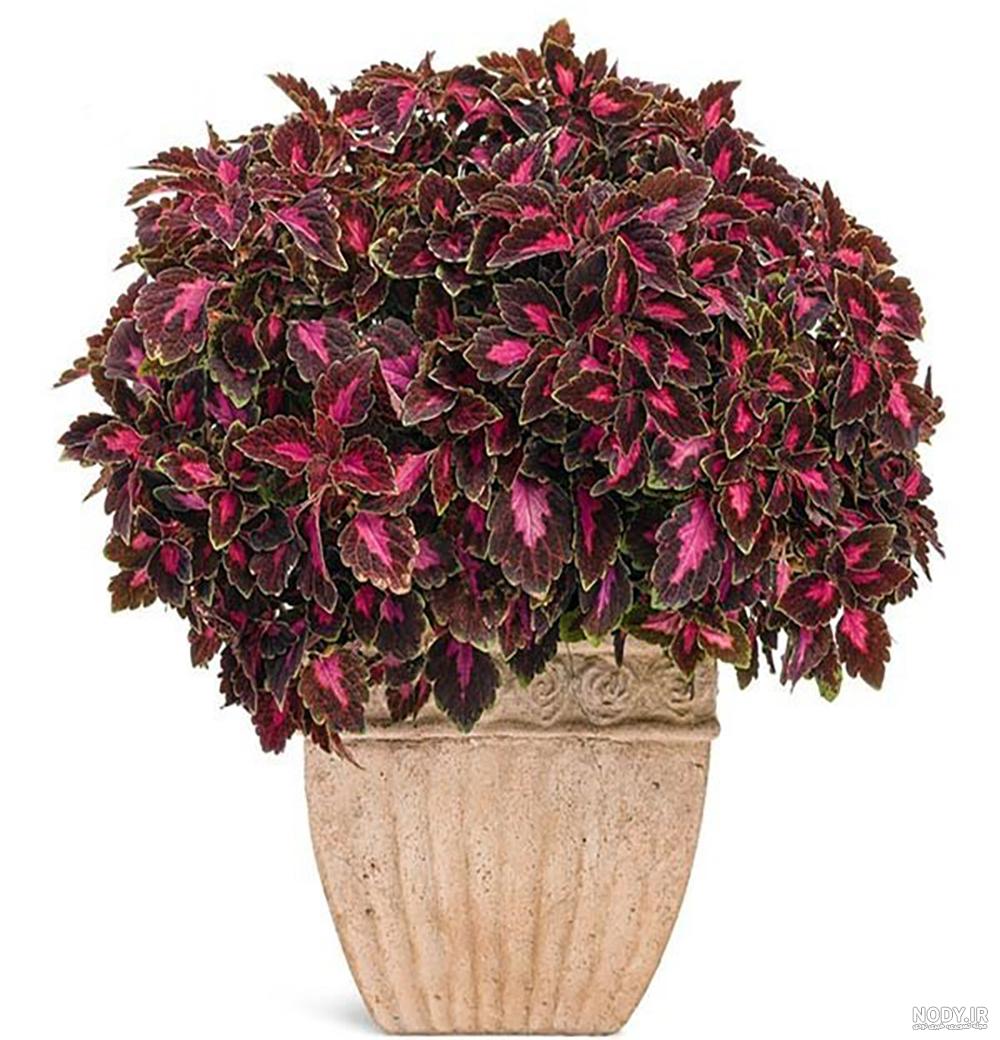 عکس گل حسن و یوسف