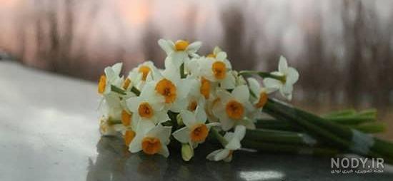 عکس گل نرگس و رز عکس گل نرگس و رز