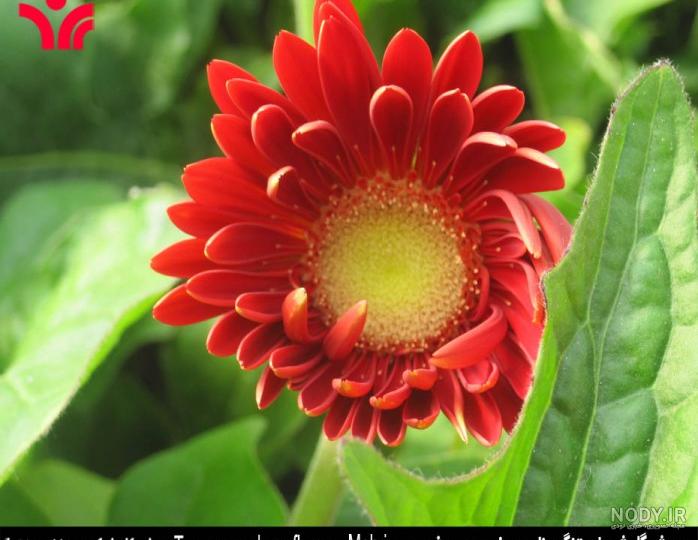 عکس گل ژربرا صورتی