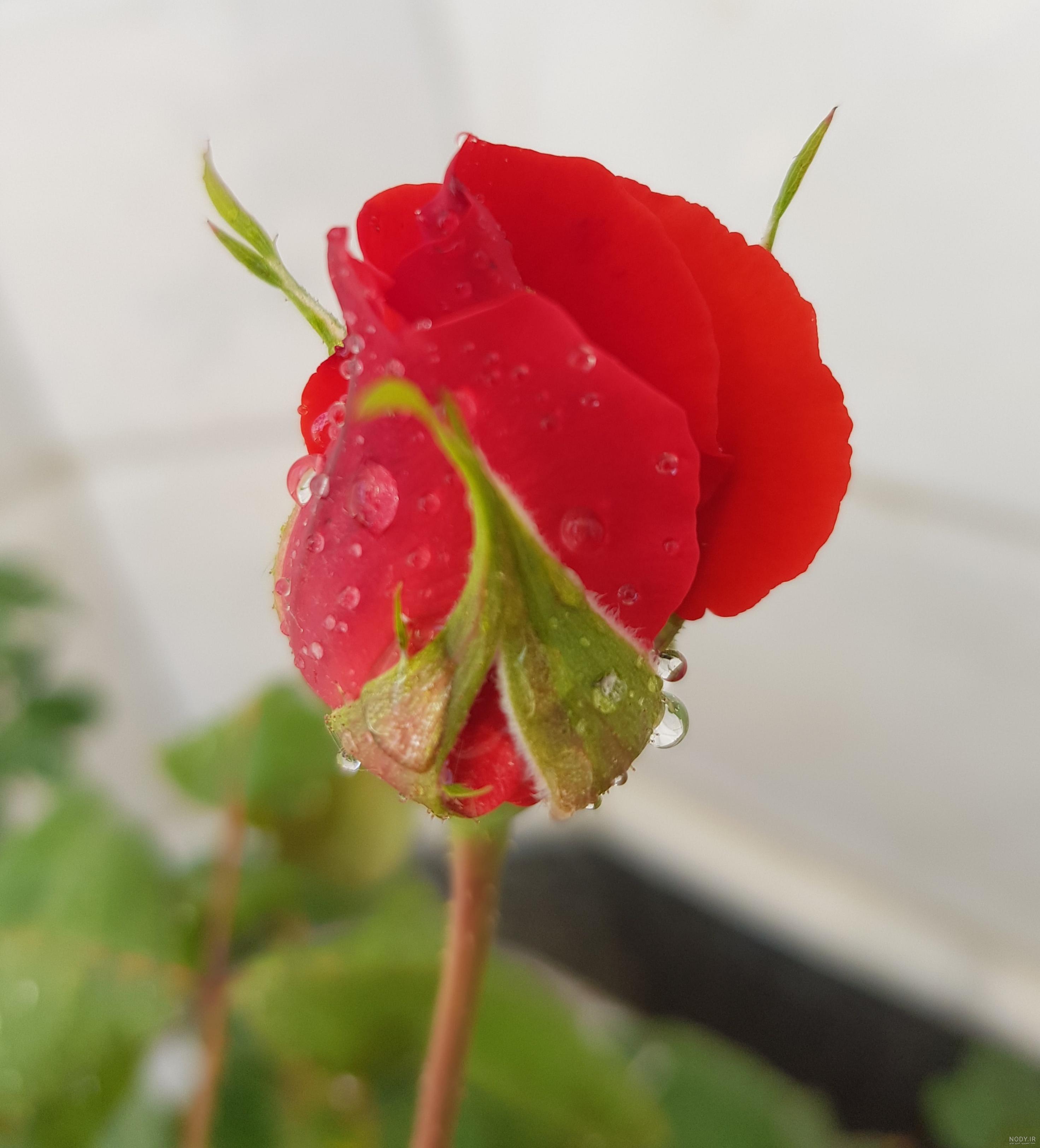 قیمت گل های زیبا