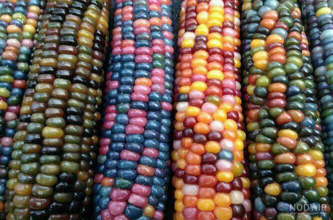 نوع ریشه ذرت
